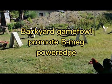 Backyard gamefowl promote bmeg poweredge Yan ang laking .